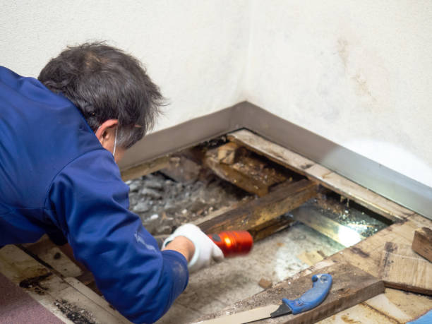 Best White Mold Remediation in Flowery Branch, GA